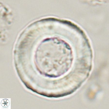 Tonromeinia deniseae 56240