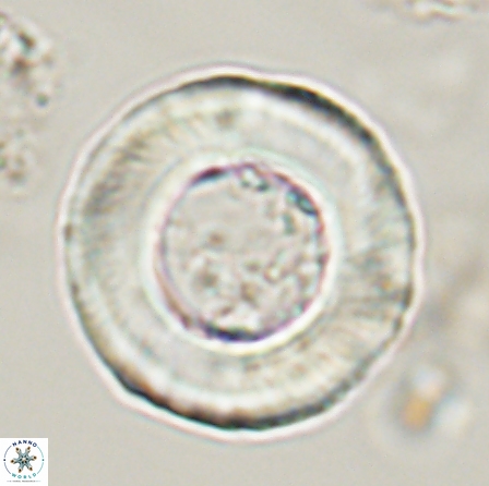 Tonromeinia deniseae 56241