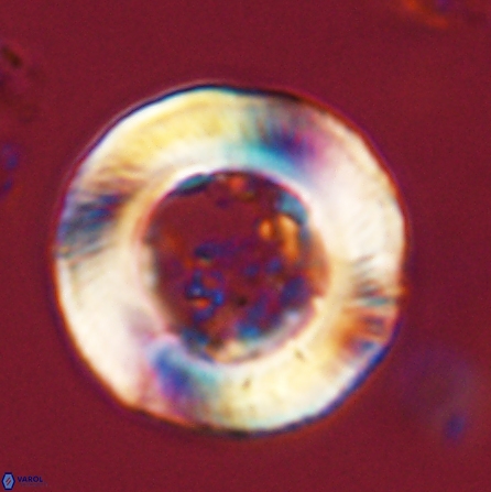 Tonromeinia deniseae 56242