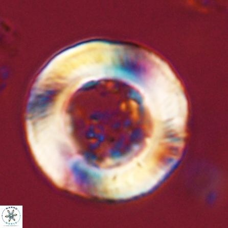 Tonromeinia deniseae 56242