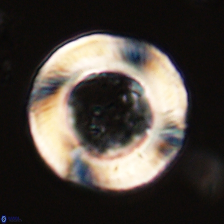 Tonromeinia deniseae 56243