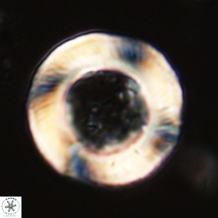 Tonromeinia deniseae 56243