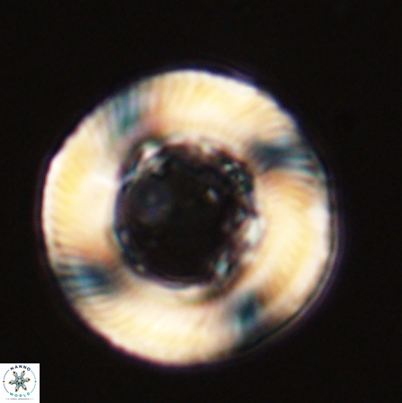 Tonromeinia deniseae 56246