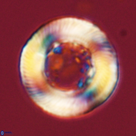 Tonromeinia deniseae 56247