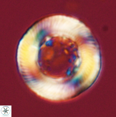 Tonromeinia deniseae 56247