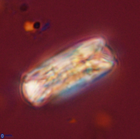 Tonromeinia deniseae 56226