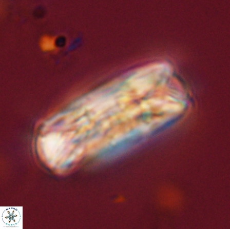 Tonromeinia deniseae 56226