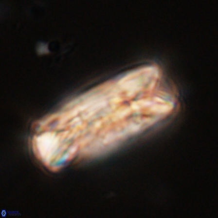 Tonromeinia deniseae 56227