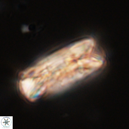 Tonromeinia deniseae 56227