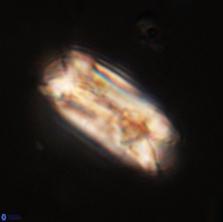 Tonromeinia deniseae 56228