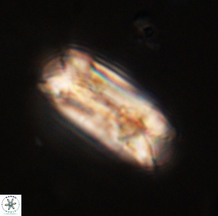 Tonromeinia deniseae 56228