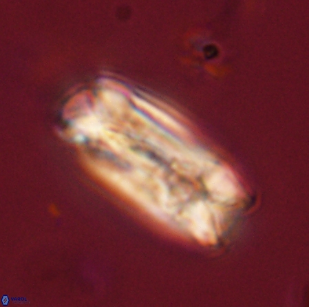 Tonromeinia deniseae 56230