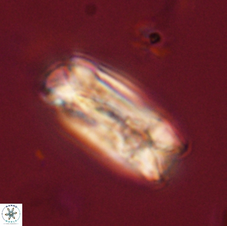 Tonromeinia deniseae 56230