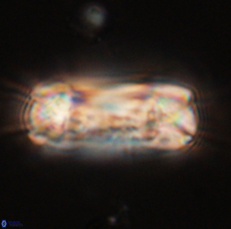 Tonromeinia deniseae 56232