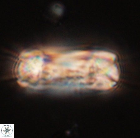Tonromeinia deniseae 56232