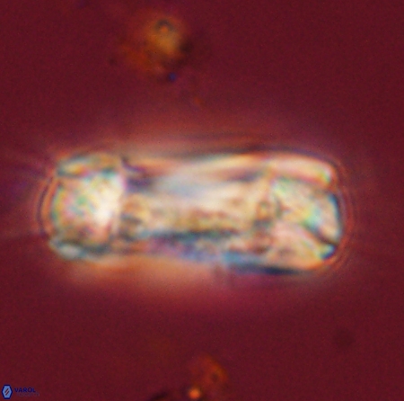 Tonromeinia deniseae 56233