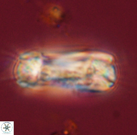Tonromeinia deniseae 56233
