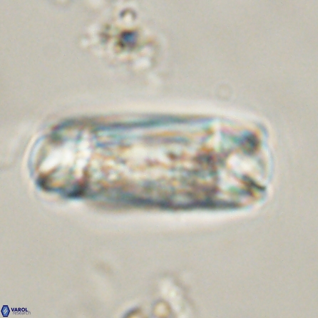 Tonromeinia deniseae 56235