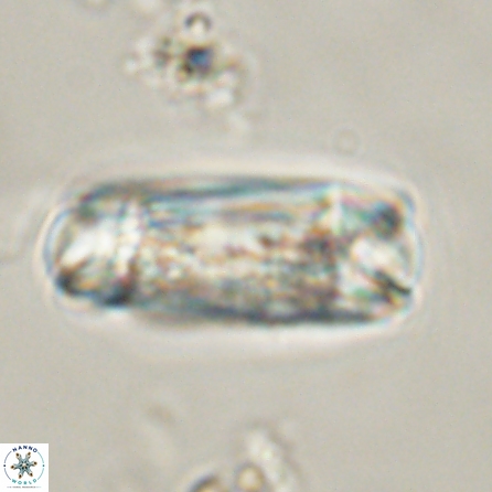 Tonromeinia deniseae 56235