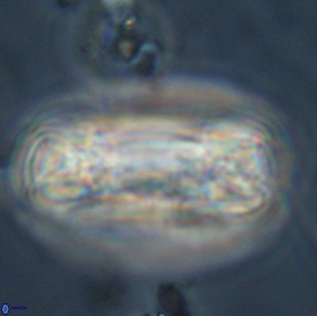 Tonromeinia deniseae 56236