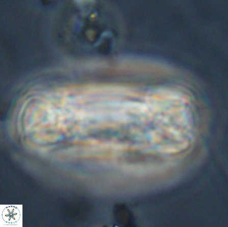 Tonromeinia deniseae 56236
