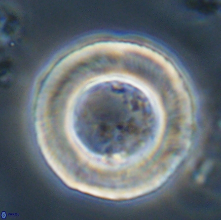 Tonromeinia deniseae 56238