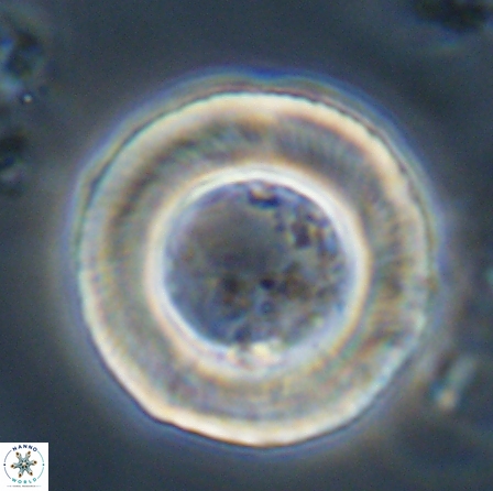 Tonromeinia deniseae 56238