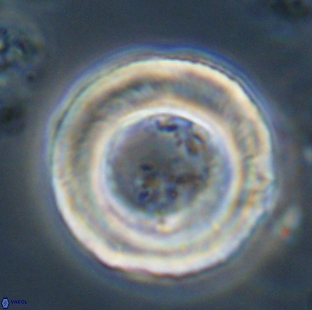 Tonromeinia deniseae 56239