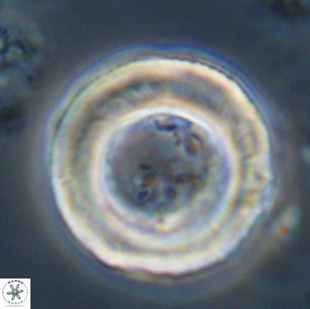 Tonromeinia deniseae 56239