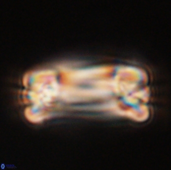 Tonromeinia deniseae 57040