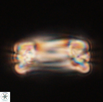 Tonromeinia deniseae 57040