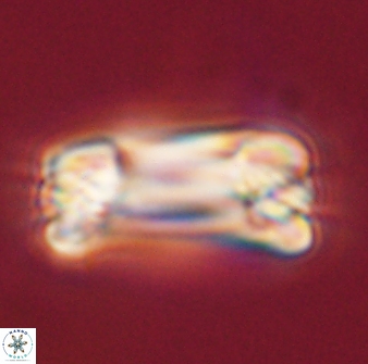 Tonromeinia deniseae 57042