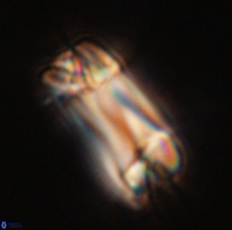 Tonromeinia deniseae 57045