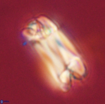 Tonromeinia deniseae 57047