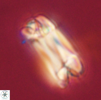 Tonromeinia deniseae 57047