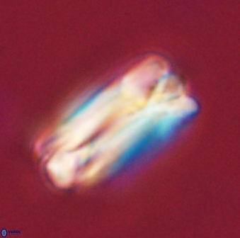 Tonromeinia deniseae 57048