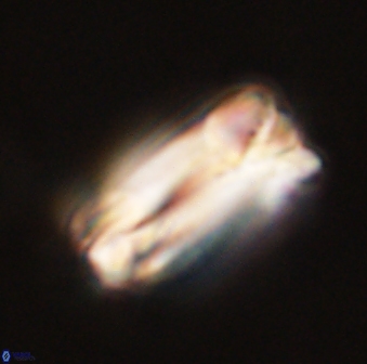 Tonromeinia deniseae 57049