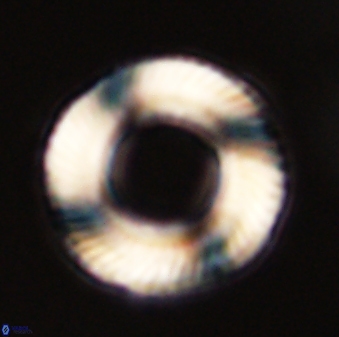 Tonromeinia deniseae 57054