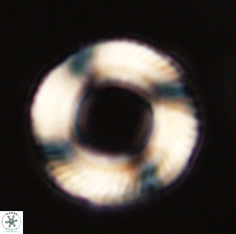 Tonromeinia deniseae 57054