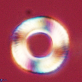 Tonromeinia deniseae 57057