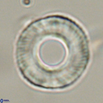 Tonromeinia deniseae 57059