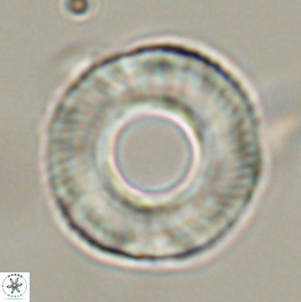 Tonromeinia deniseae 57059
