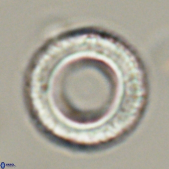 Tonromeinia deniseae 57061