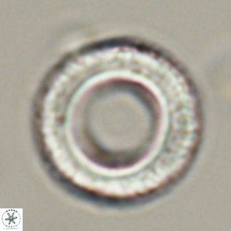 Tonromeinia deniseae 57061