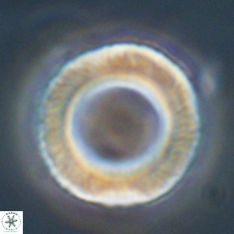 Tonromeinia deniseae 57066