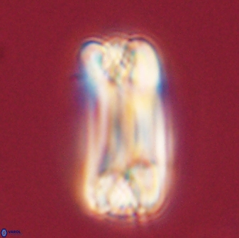 Tonromeinia deniseae 57070