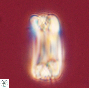 Tonromeinia deniseae 57070