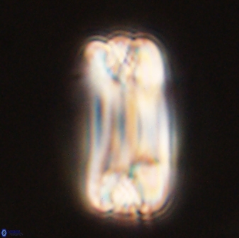 Tonromeinia deniseae 57071