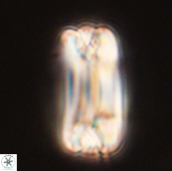 Tonromeinia deniseae 57071