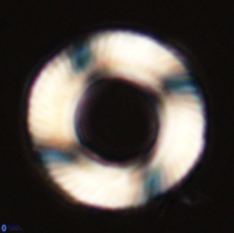 Tonromeinia deniseae 57009